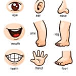 apprendre corps en anglais