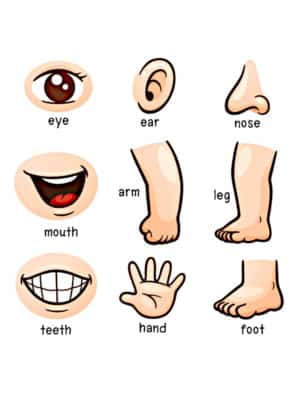 apprendre corps en anglais