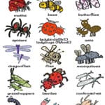 connaitre les insectes en anglais