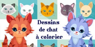 coloriage chat
