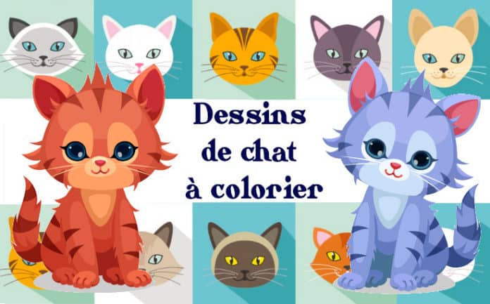 coloriage chat