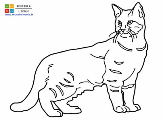 dessin de chat