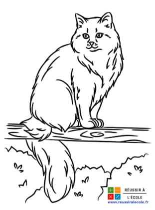 dessiner un chat