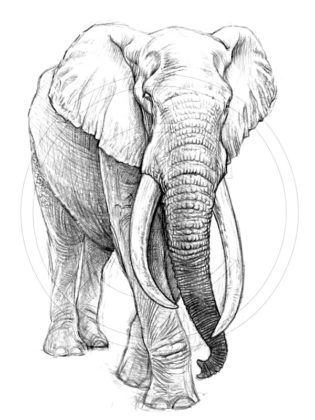 image elephant
