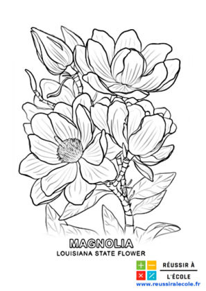 coloriage fleur