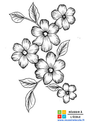 fleur de cerisier dessin