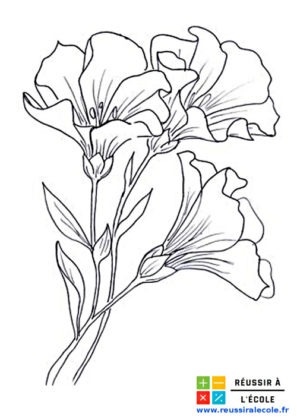 dessin de fleur