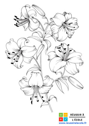 bouquet de fleurs dessin