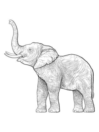 dessin elephant