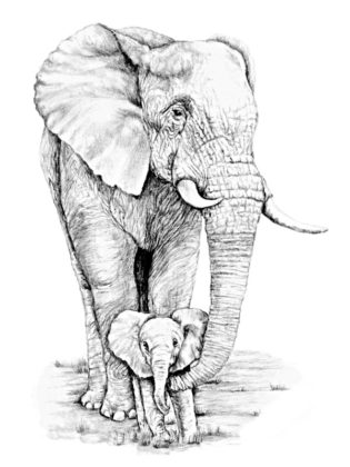 dessin elephant