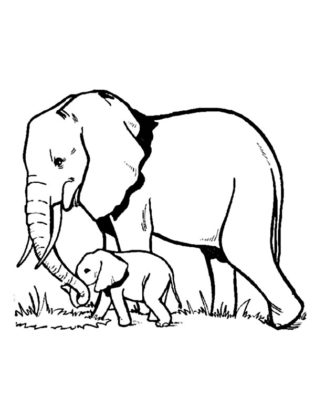 dessin elephant