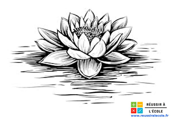dessin fleur de lotus