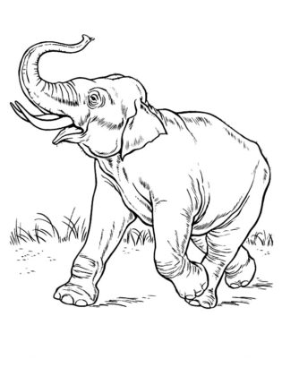 elephant dessin