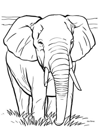 elephant dessin