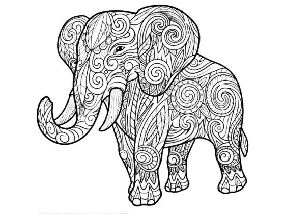 elephant dessin