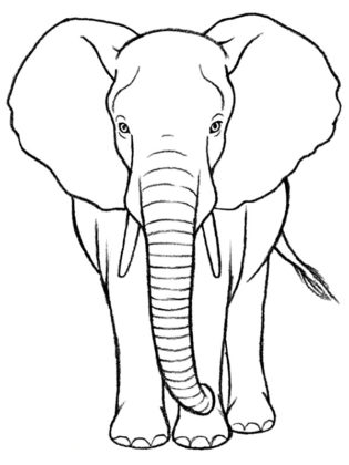 elephant dessin