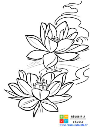 fleur de lotus dessin