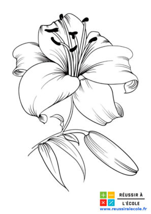 fleur dessin