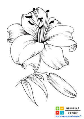 fleur dessin