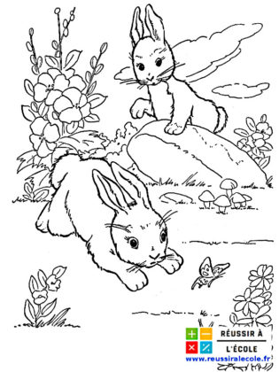 coloriage lapin
