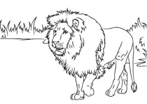 coloriage lion