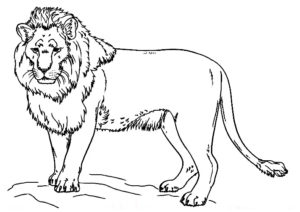 coloriage lion
