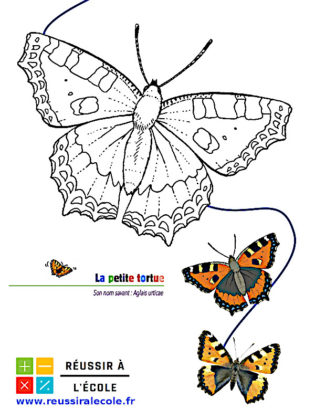 coloriage papillon