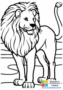 image de lion