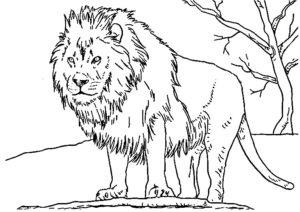 image de lion