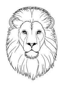 image de lion