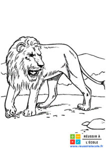 image lion