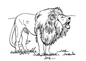 lion coloriage