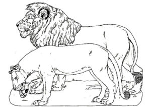 lion coloriage