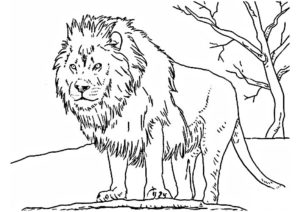 lion coloriage