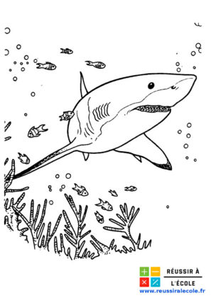 coloriage requin