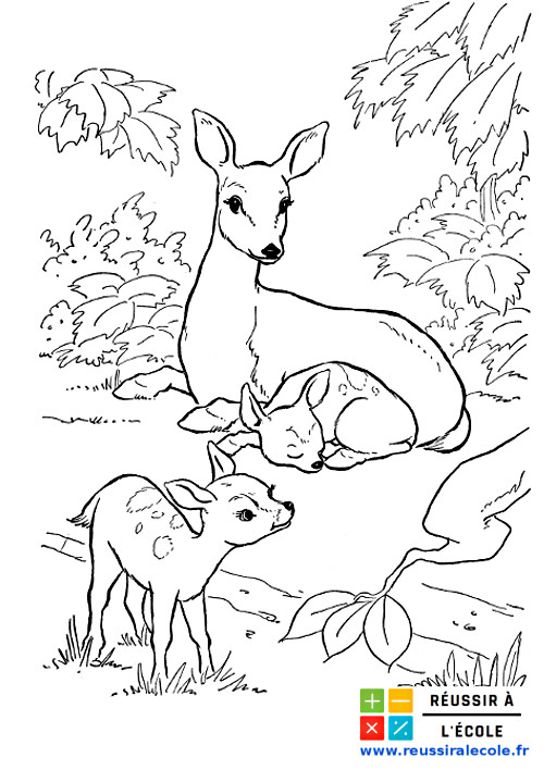 Mon premier livre de coloriage enfants ANIMAUX dès 2 ans: Cahier coloriage  ANIMAUX pour enfants garçons et filles, 50 belles illustrations animaux, ..  a book by Coloriage Fantastique Enfants