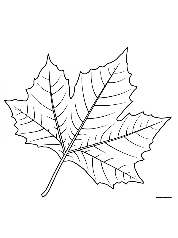 Dessin De Collection De Feuilles D'automne