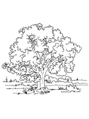 arbre de vie dessin