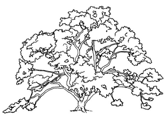 arbre de vie dessin