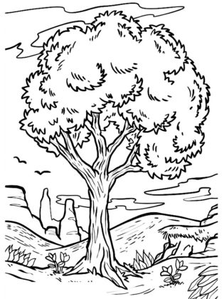 arbre dessin