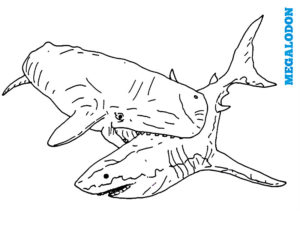 coloriages requin