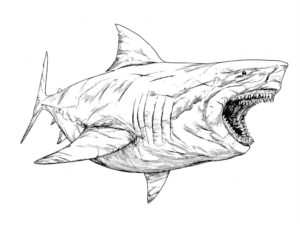 coloriage megalodon