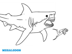 coloriage megalodon