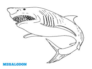 coloriage megalodon