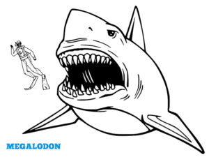 coloriage megalodon