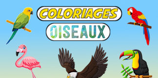 coloriage oiseau
