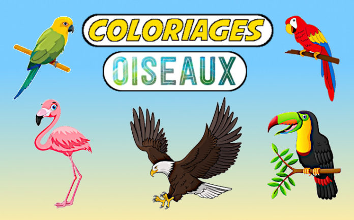 coloriage oiseau