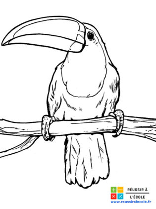 Coloriage Oiseau  33 images à imprimer gratuitement