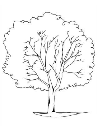 dessin arbre