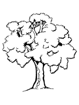 dessin arbre